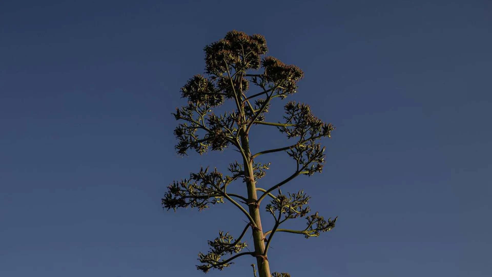 Alloggio per agriturismo Agriturismo Podere L'Agave San Vincenzo Italia