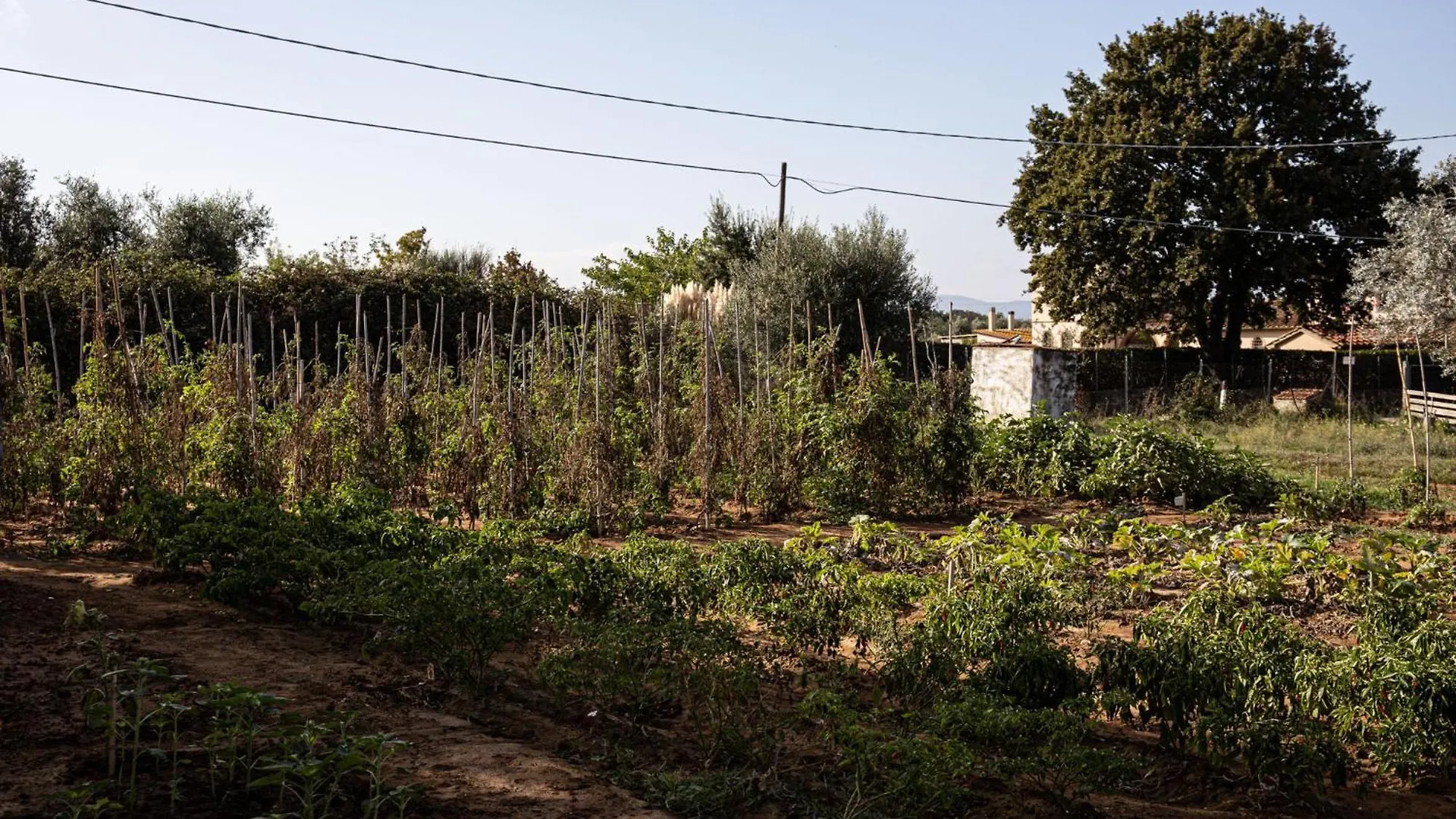 Κατάλυμα σε φάρμα Agriturismo Podere L'Agave Σαν Βιντσέντσο