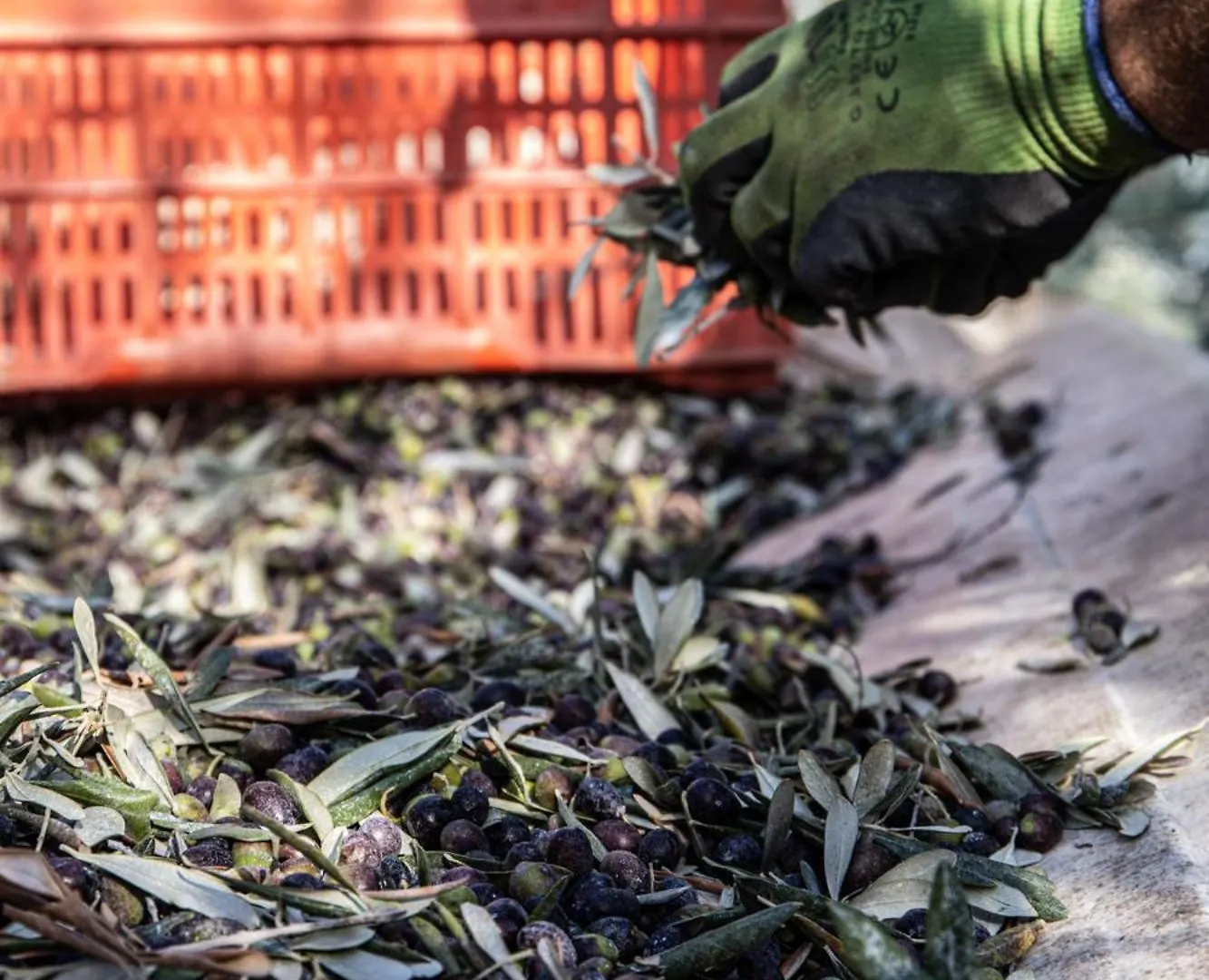 Κατάλυμα σε φάρμα Agriturismo Podere L'Agave Σαν Βιντσέντσο