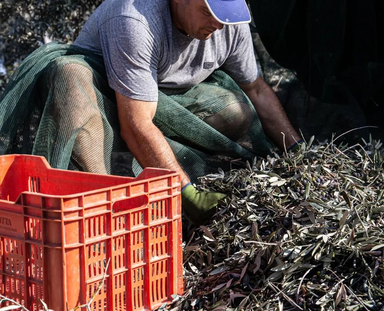 Agriturismo Podere L'Agave Σαν Βιντσέντσο 0*,  Ιταλία
