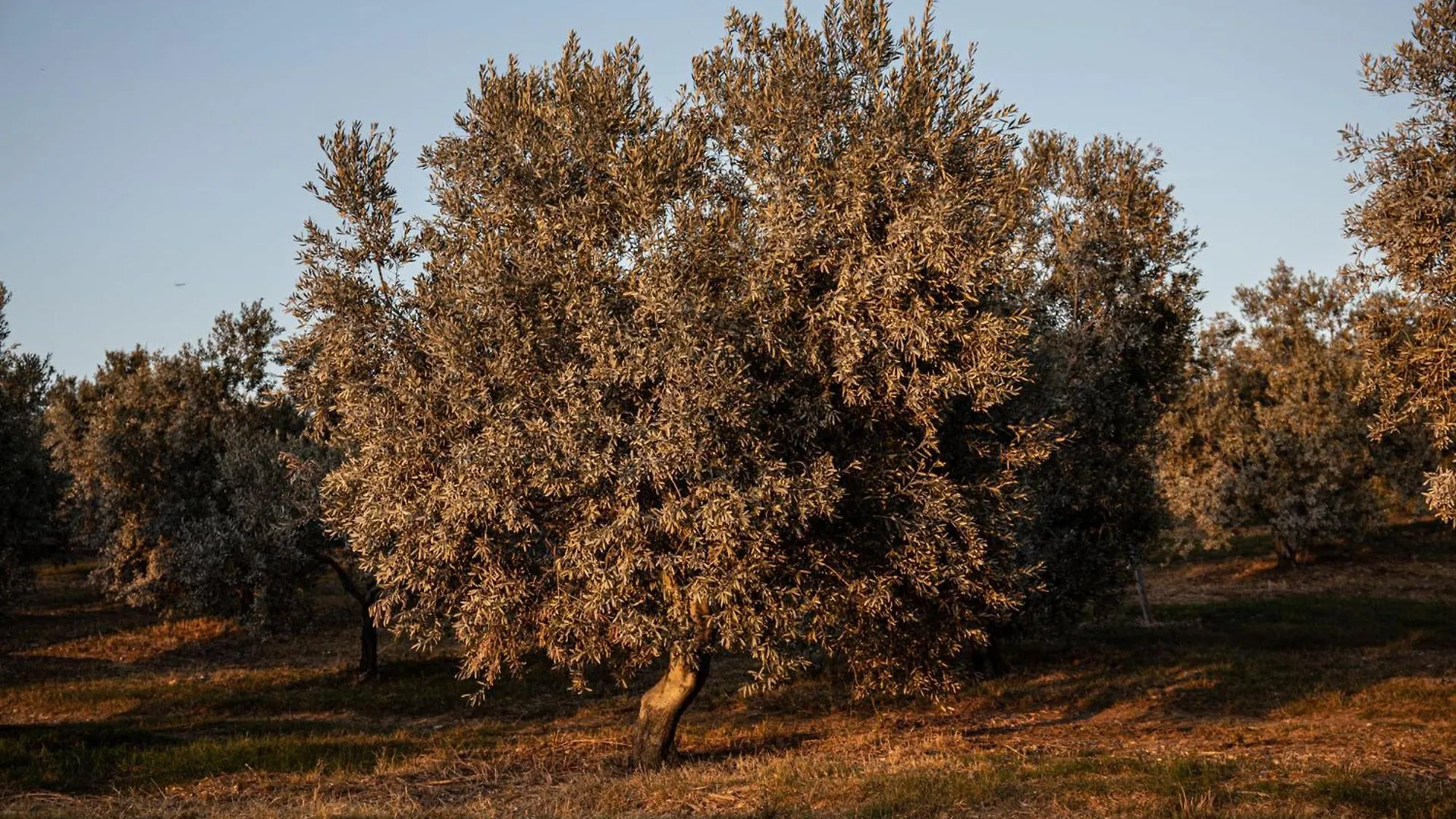 Agriturismo Podere L'Agave San Vincenzo 0*,