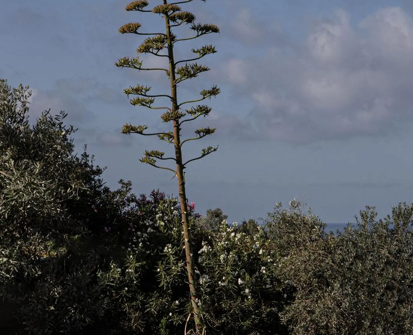 Agriturismo Podere L'Agave San Vincenzo Italy