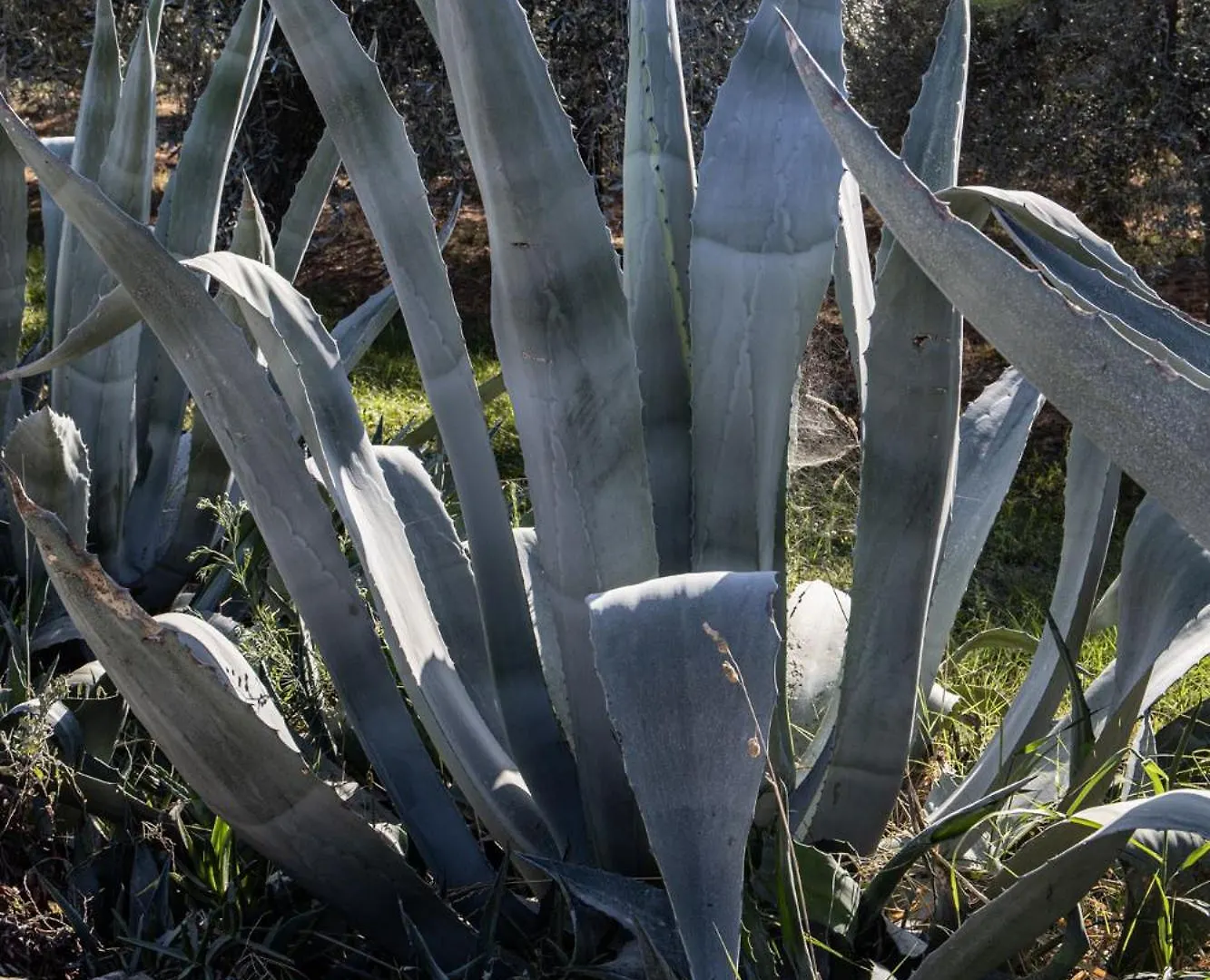 Agriturismo Podere L'Agave San Vincenzo 0*,  Italy