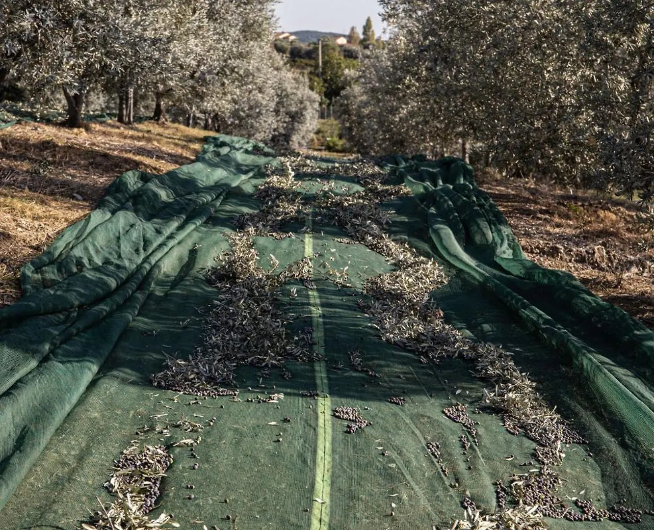 Agriturismo Podere L'Agave San Vincenzo Farm stay